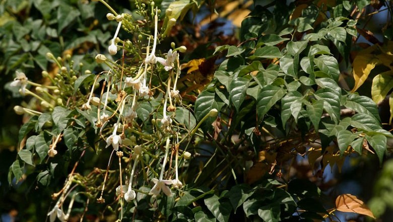 Cây Ðạt phước. Millingtonta hortensis L.T - Cây Thuốc Nam Quanh Ta